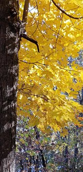 Free Autumn Coloful photo and picture