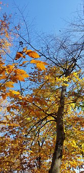 Free Nature Fall Leaves photo and picture