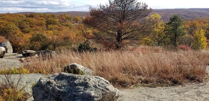 Free Nature Woods photo and picture