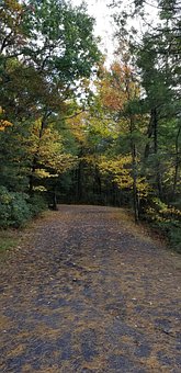 Free Nature Leaves photo and picture