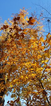 Free Trail Woods photo and picture