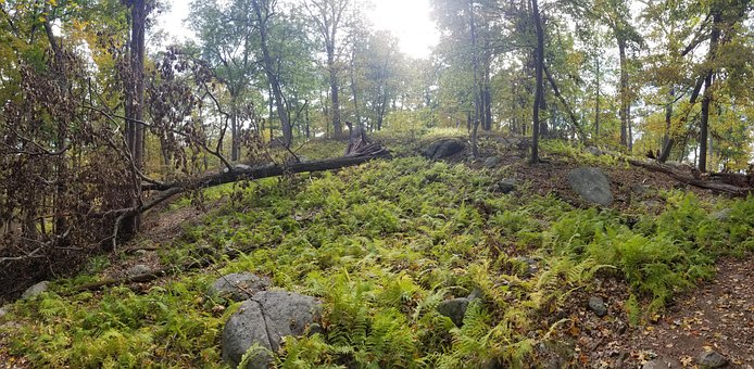 Free Nature Forest photo and picture