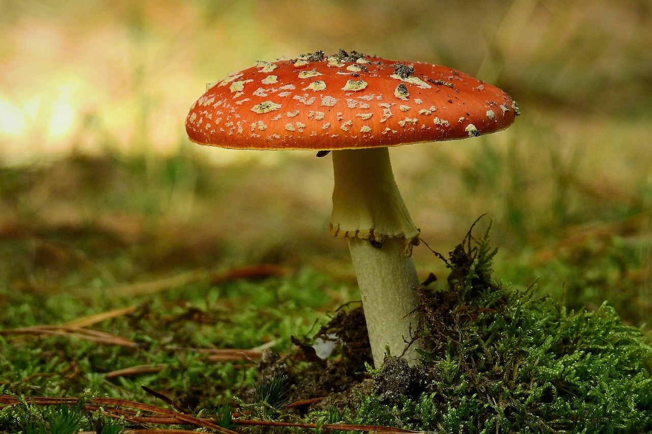 8,000+ Free Mushroom Forest & Mushroom Images Pixabay