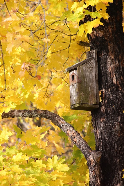 Free Wood Birdhouse photo and picture