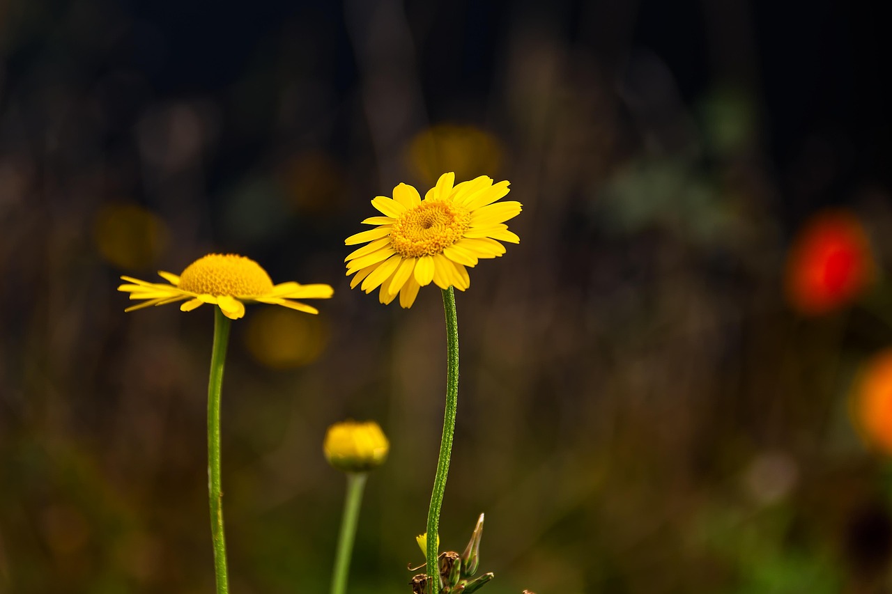 Flowers Bloom Blossom Free photo on Pixabay Pixabay