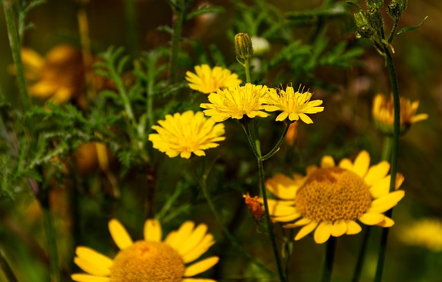 Bunga-Bunga Bloom Alam - Foto gratis di Pixabay - Pixabay