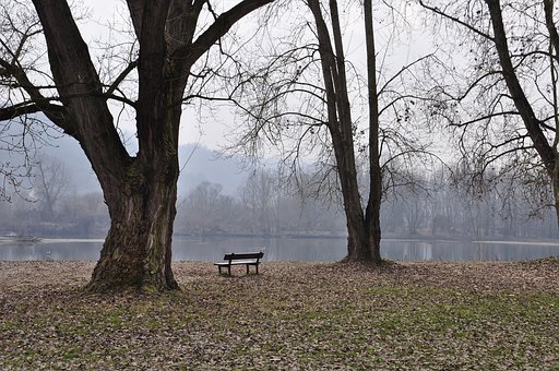 Free Nature Trees photo and picture
