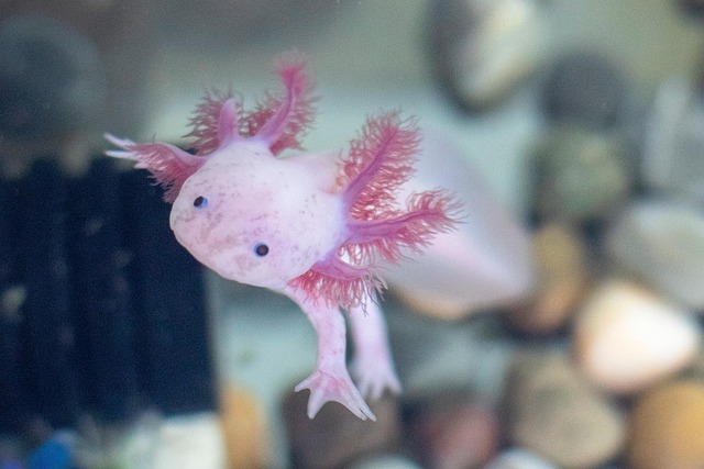 Ajolote, Axolotl, Pantanal, Xochimilco