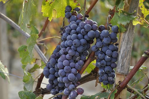 Free Grapes Fruit photo and picture
