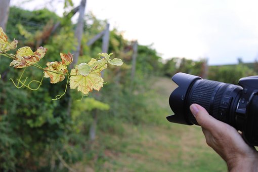 Free Grapevine Vineyard photo and picture