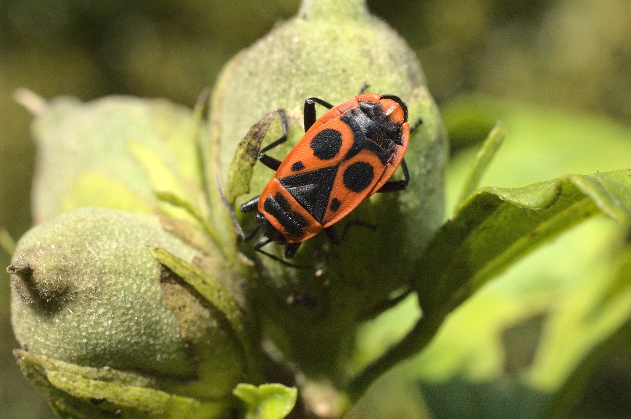 Scarbee Insect Insecte Scarabée Entomologie - Photo gratuite sur Pixabay - Pixabay