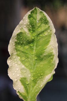 Free Leaves Rain photo and picture