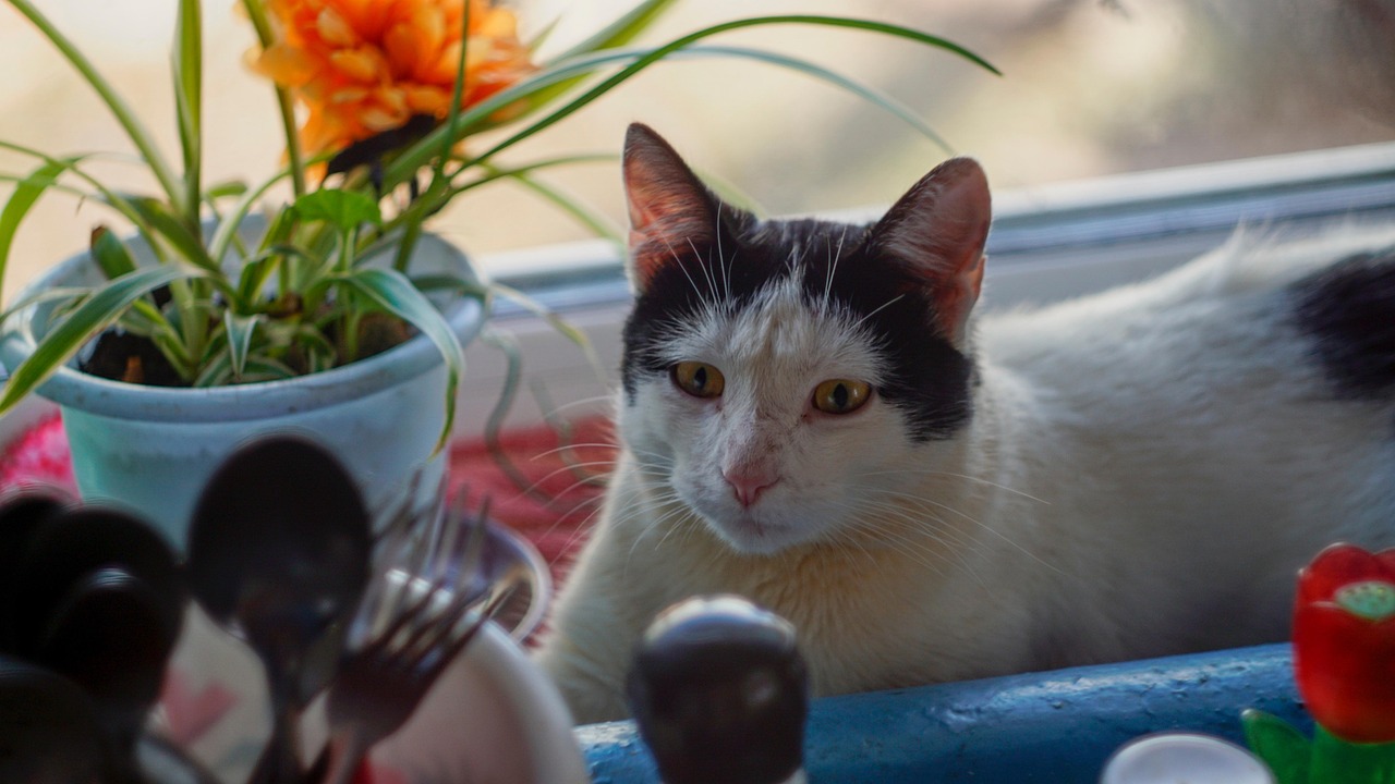 Animal Cat De Compagnie - Photo gratuite sur Pixabay - Pixabay