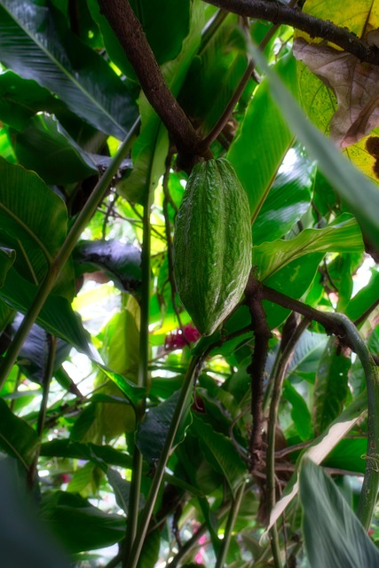 Free Cocoa Cacao photo and picture