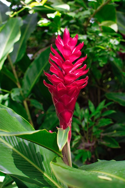 Free Exotic Plant Plant photo and picture