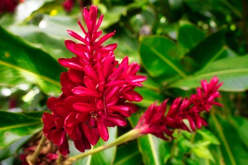 Free Caribbean Plant photo and picture