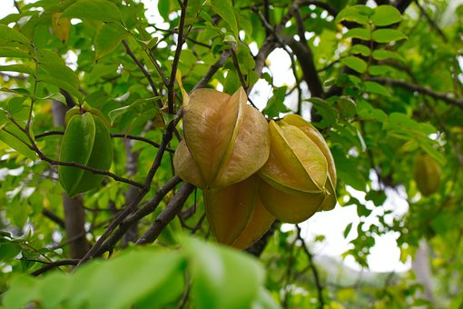 Free Fruit Star Fruit photo and picture