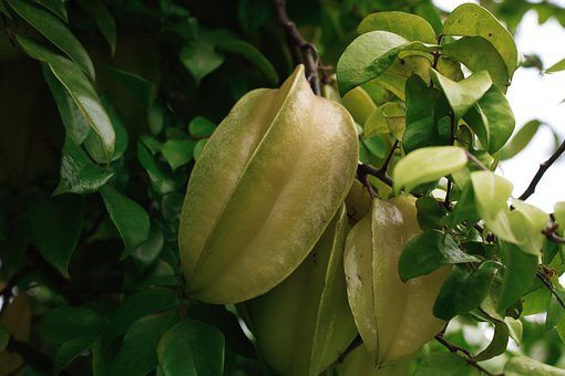 Free Fruit Star Fruit photo and picture