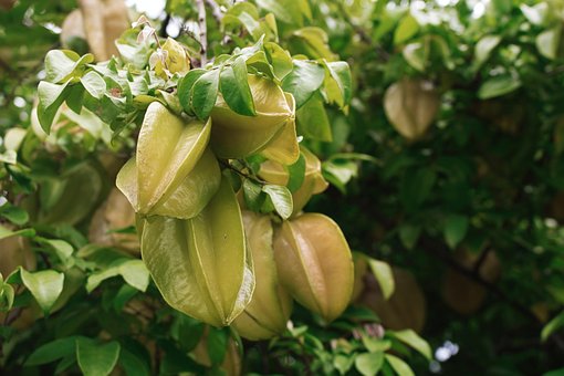 Free Starfruit Fruit photo and picture