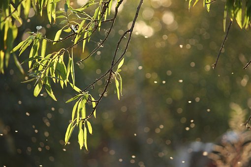 Free Nature Leaves photo and picture