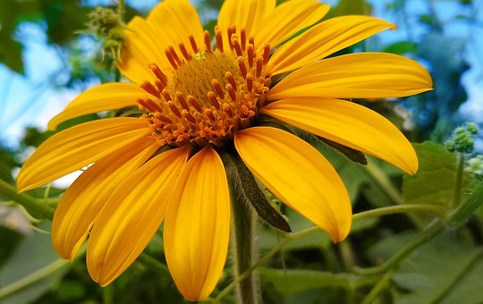 Free Flower Bloom illustration and picture
