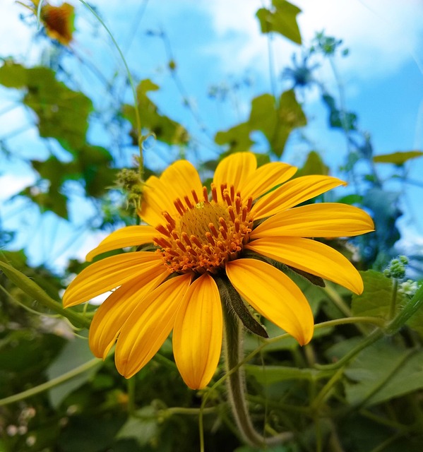 Free Flower Bloom photo and picture