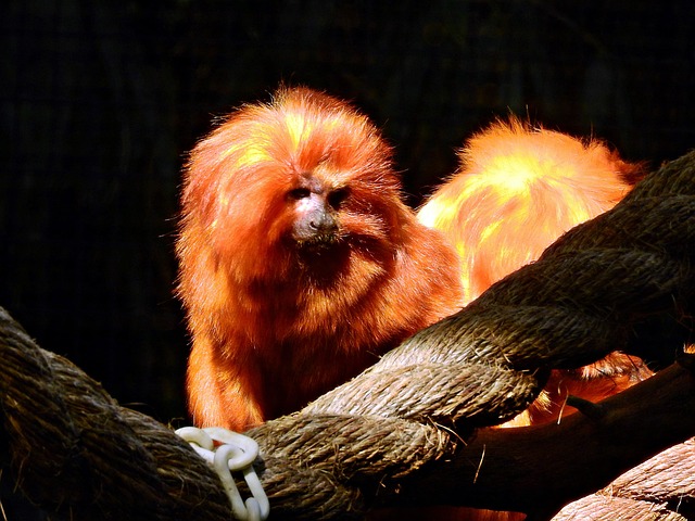 Free Mammal Wildlife photo and picture