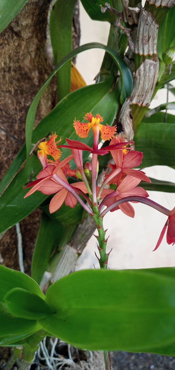 兰花 植物 盛开 - Pixabay上的免费照片 - Pixabay