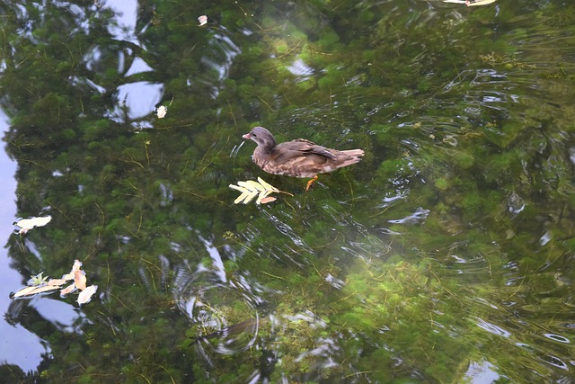 Free Duck Bird photo and picture
