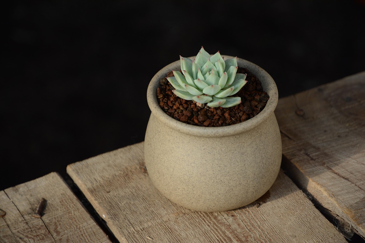 houseplant, echeveria, succulent, potted plant, echeveria, echeveria, echeveria, echeveria, echeveria, succulent, succulent