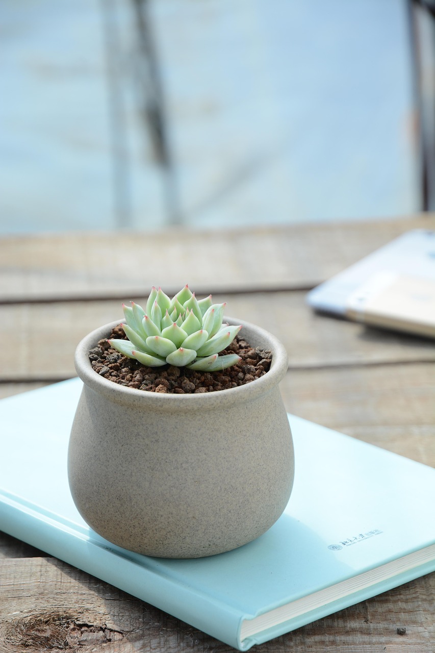 houseplant, echeveria, succulent, potted plant