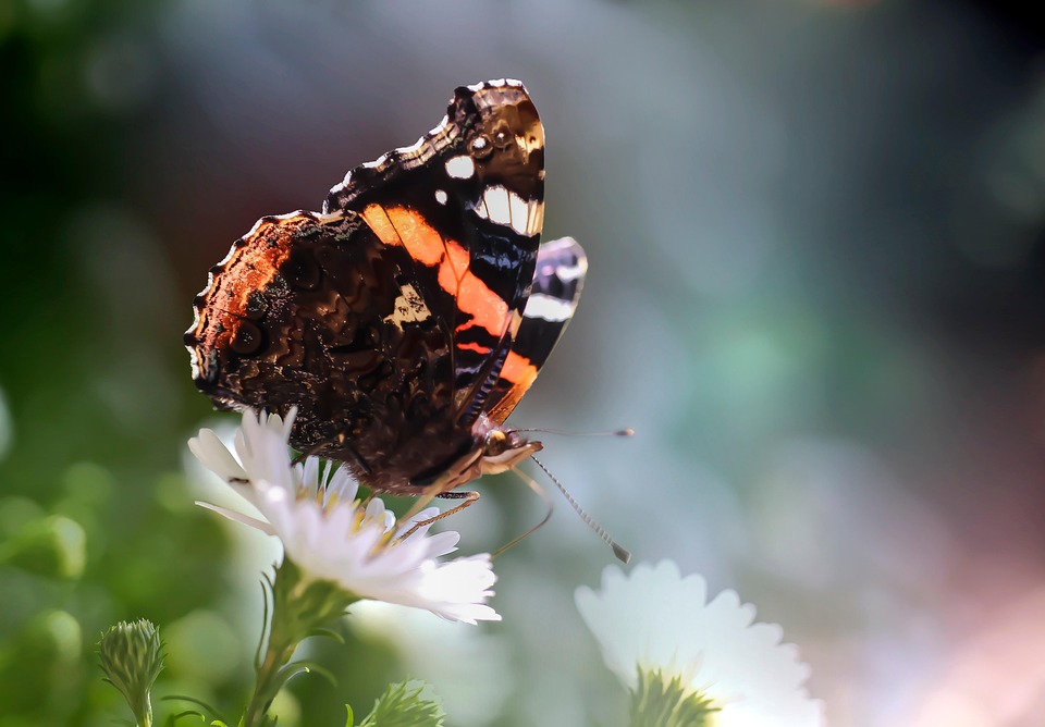 Butterfly Flower Pollinate Free photo on Pixabay Pixabay