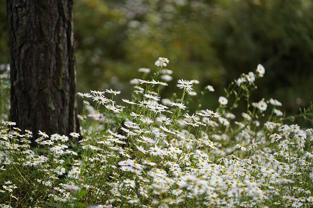 Free Flowers Meadow photo and picture
