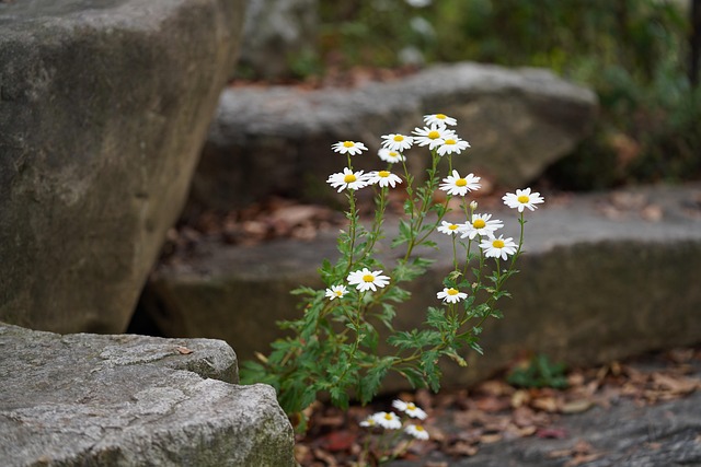 Free Flowers Flower Background photo and picture