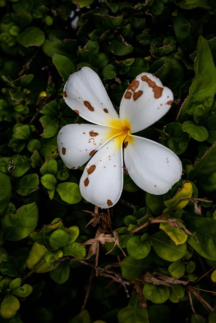 Free Porcelain Flower Flower photo and picture