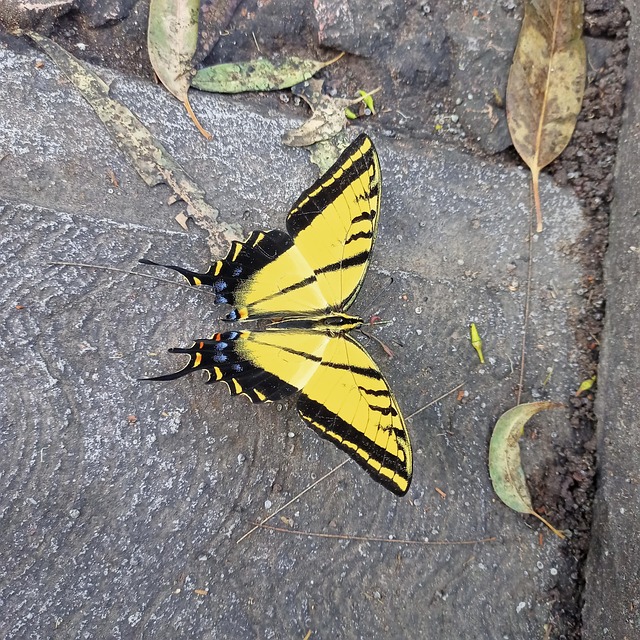 Free Butterfly Monarch photo and picture