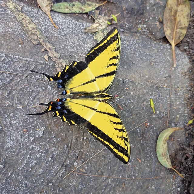 Free Butterfly Insect photo and picture