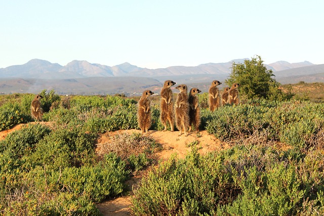 Free Meerkat Animals photo and picture