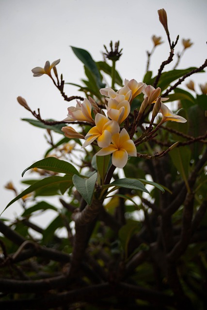 Free Frangipani Plumeria photo and picture