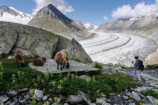 Die Schafe, Gletscher, Berg, Natur