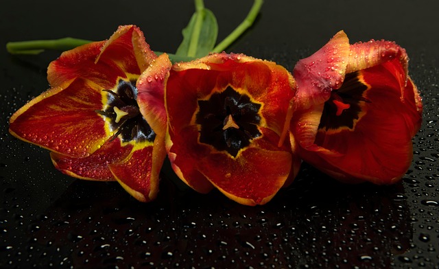 Free Flowers Tulips photo and picture