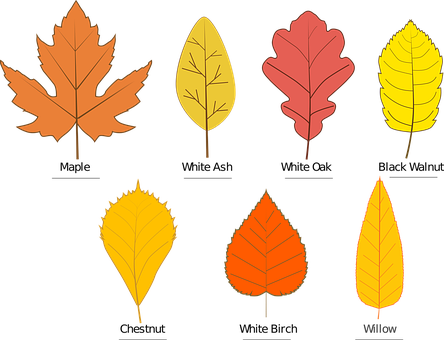 Free Autumn Leaves vector and picture