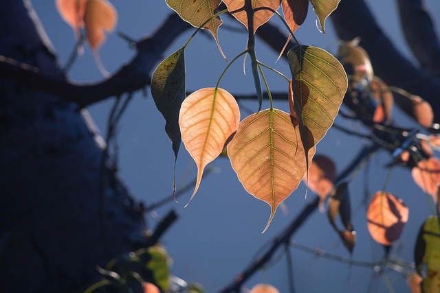 Free Bo Leaf Bodhi Tree photo and picture