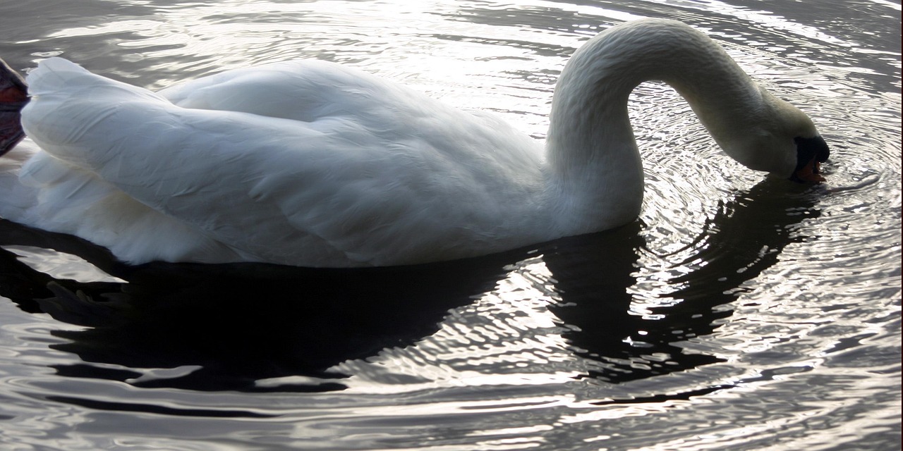백조 가만히 공원 - Pixabay의 무료 사진 - Pixabay