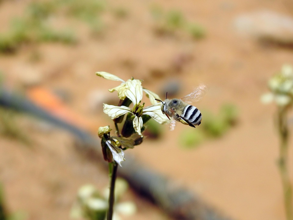 Cool Pollinating Insects Bee Pollination Insect - Free photo on Pixabay