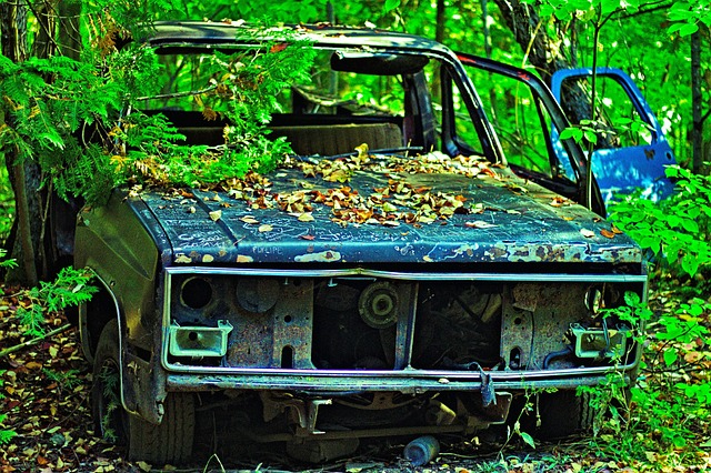 Free Forest Car photo and picture