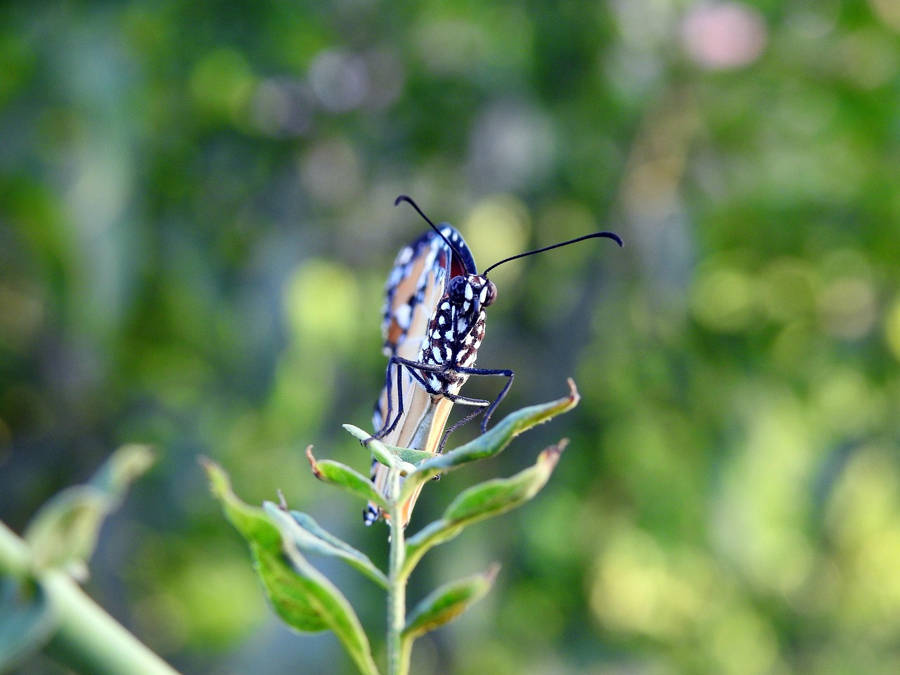 Butterfly Flower Pollinate Free photo on Pixabay Pixabay