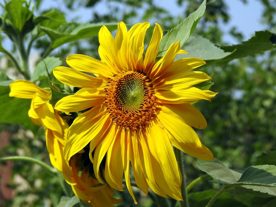 Sunflowers Yellow Flowers Common Free photo on Pixabay