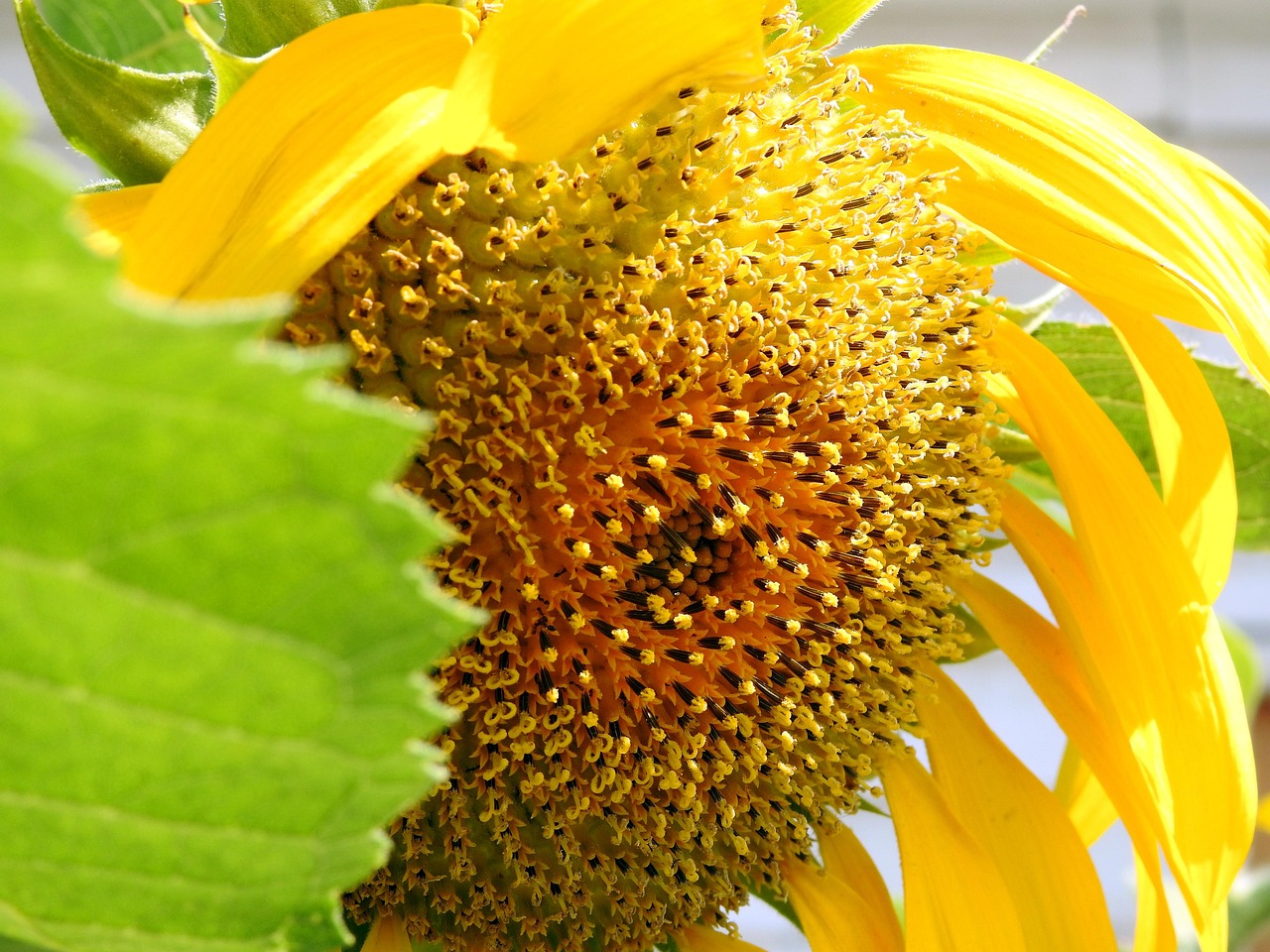 Common Sunflower Yellow Free Photo On Pixabay Pixabay Common sunflower yellow free photo on pixabay pixabay