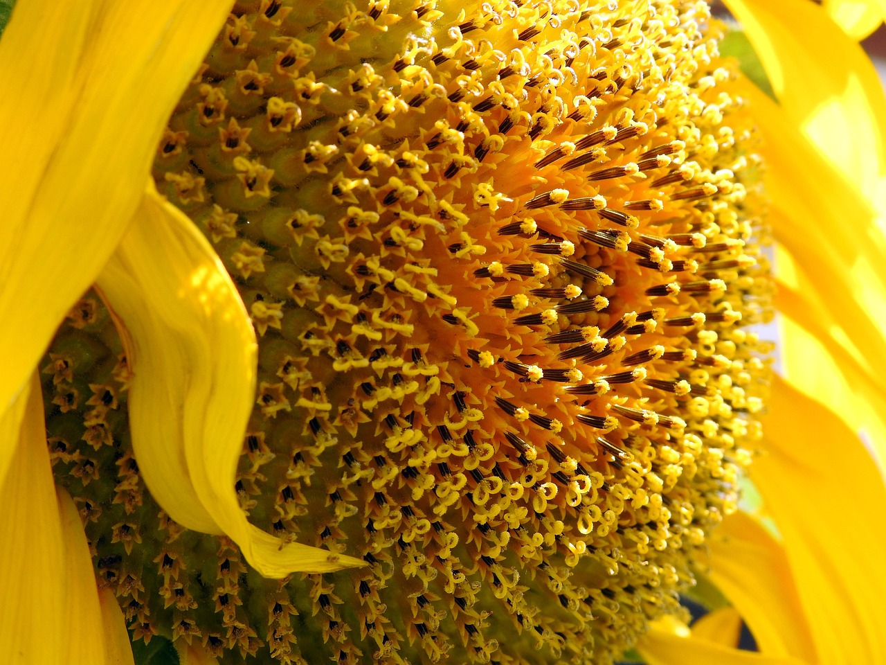 Common Sunflower Yellow Free Photo On Pixabay Pixabay Common sunflower yellow free photo on pixabay pixabay